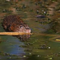 Water Vole 1 